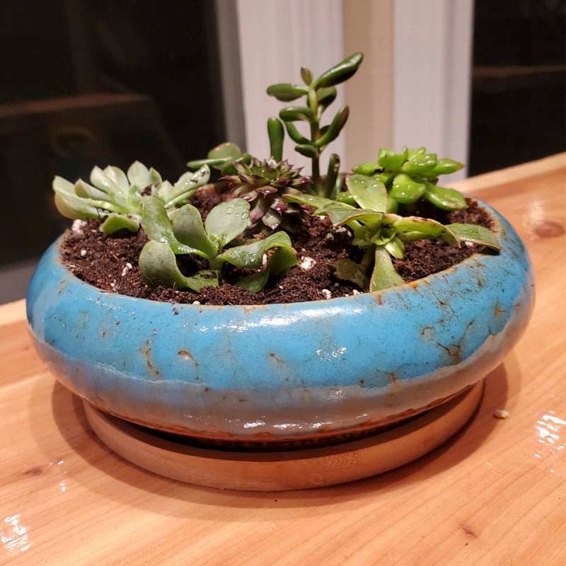 ARTKETTY Succulent Pots - 7.3 Inch Large Succulent Planters with Drainage Ceramic Bonsai Pots with Bamboo Tray, Shallow Planters for Indoor Cactus Plants Decorative Flower Plant Container - Image 5